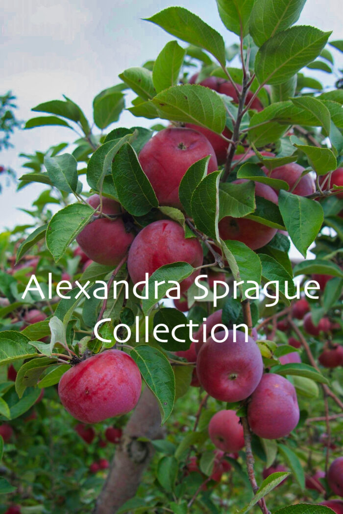 Apples in the Outlook Farm Orchard