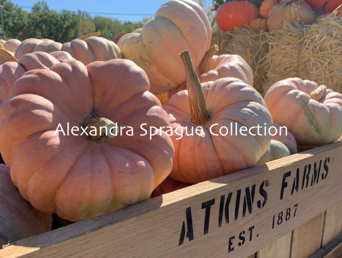 Cinderella Pumpkins at Atkin's Farm