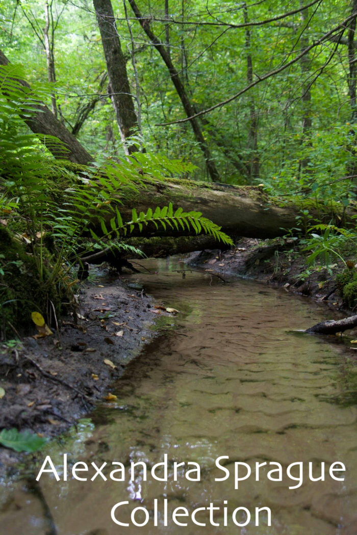 Woodland Stream Amherst, MA