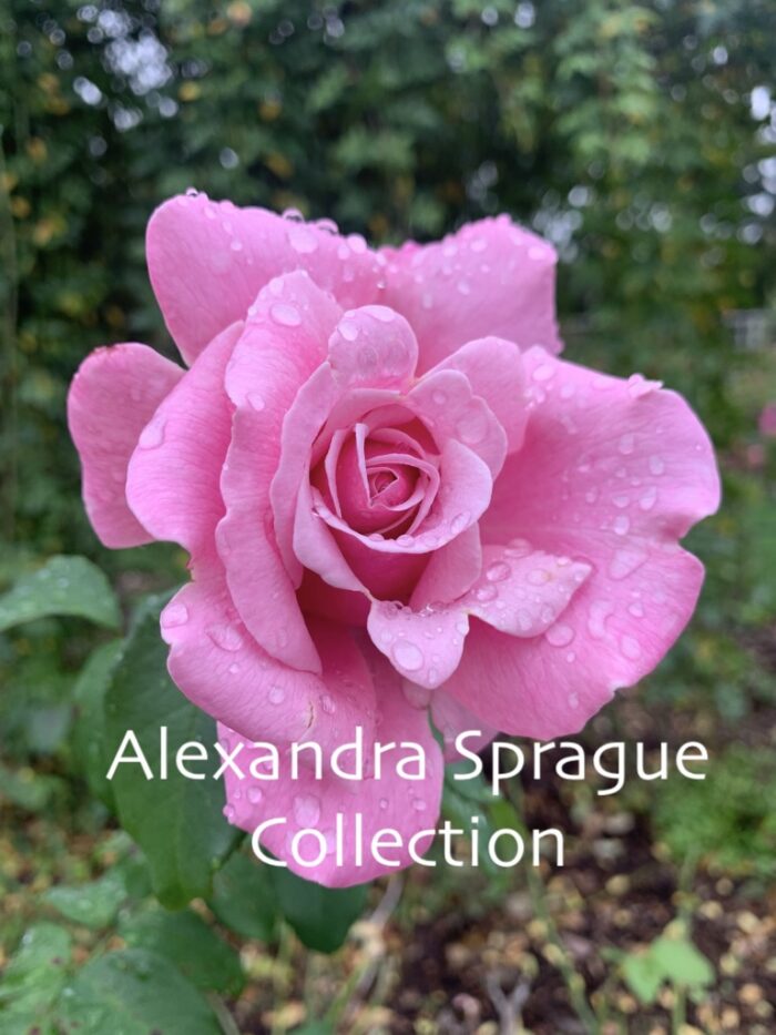 Pink Rose with Raindrops in Northampton, MA