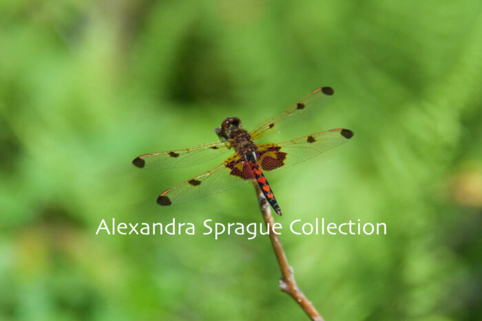 Red Heart Shaped Dragonfly in Amherst, MA