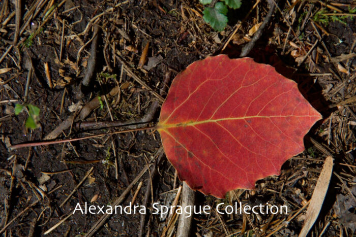 Colorful Fall Leaf Florence, MA