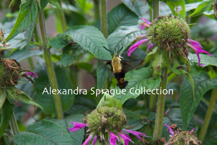 Hummingbee on Bee Balm in Westhampton, MA