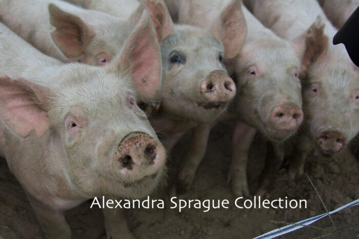 Pigs at Brookfield Farm in Amherst, MA